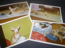 9 social history 1970' pet dog chihuahua fashion colour photographs 5.5'inch