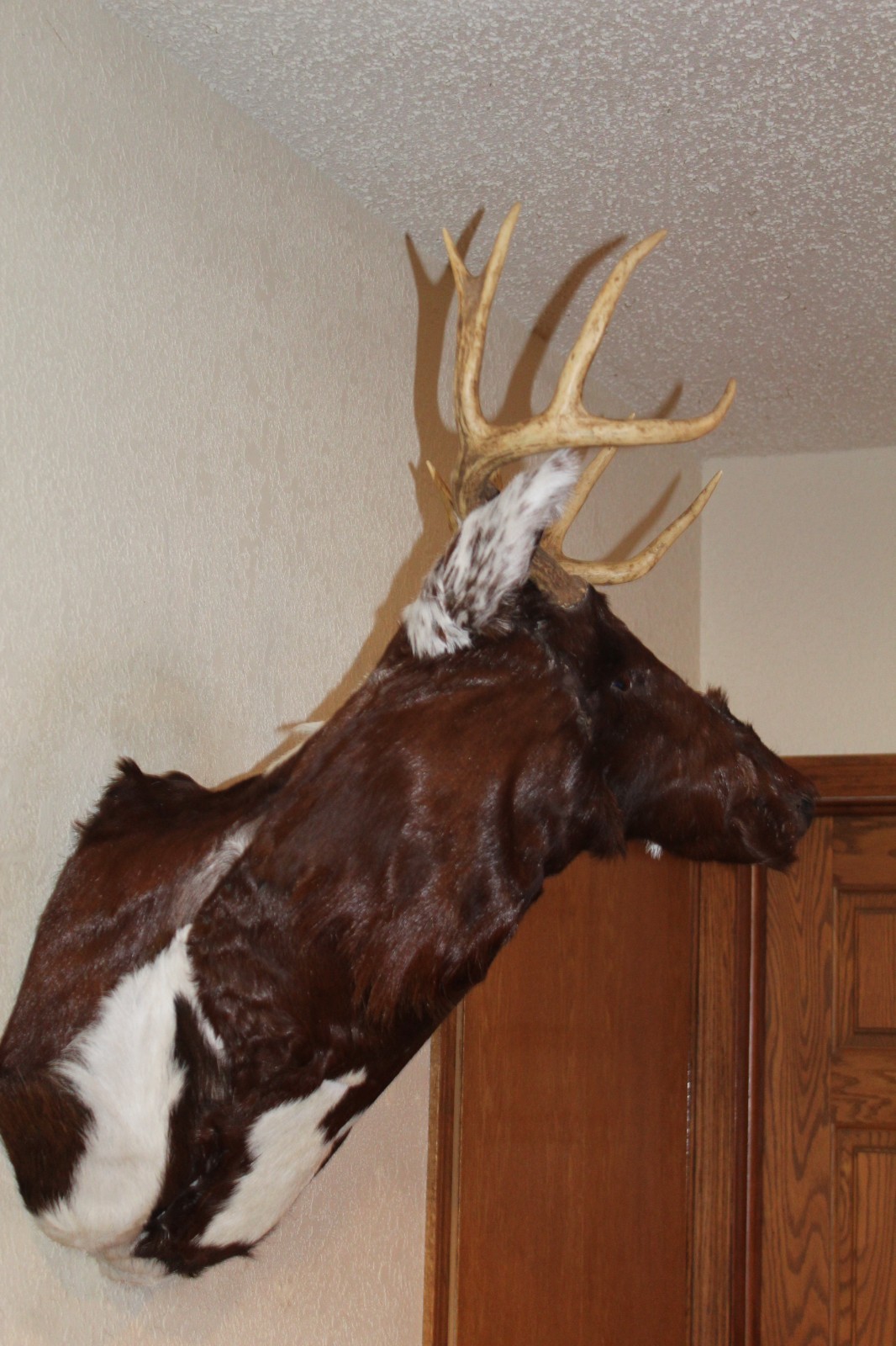 Fantasy Whitetail Deer Holstein Cow Head Shoulder Mount Taxidermy OOAK Novelty