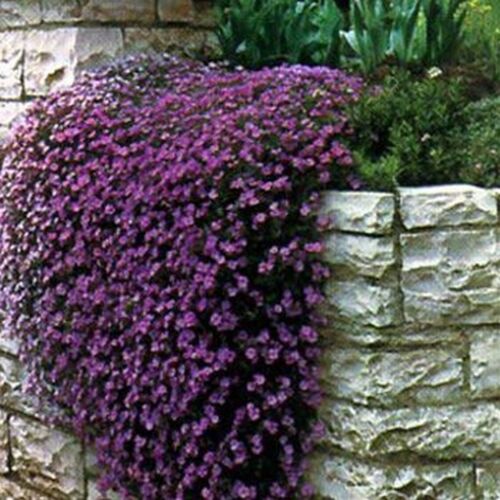 Cresson de roche - Aubrieta - Cascade violet - 50 graines - BOGO 50 % de réduction sur VENTE - Photo 1/2