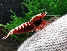 5 Red Pinto  Galaxy Mixed Grade S-SSS - Live Guarantee - USA Stock