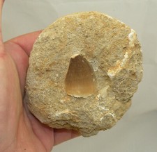 Mosasaurus Anceps Tooth On Matrix - Mosasaur (Dinosaur - 157)