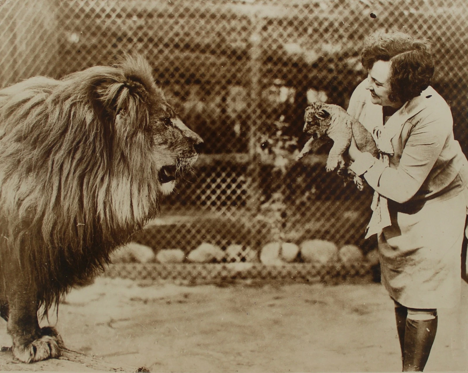 オリジナル プレス フォト 1929 The Lion ZUMA & Son ZEPPELIN Pacific & Atlantic Photos - 画像1/4