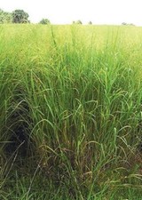 Panicum virgatum Cave in Rock | 200_Seeds