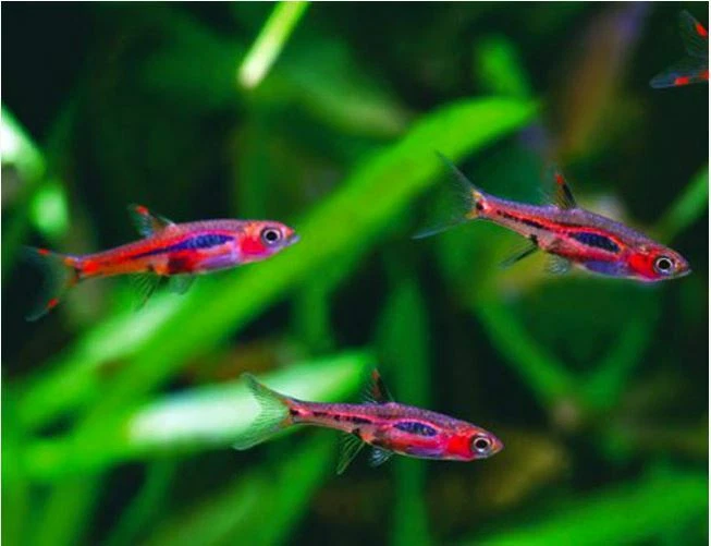 CHILLI MOSQUITO RASBORA TROPICAL FISH BORARAS BRIGITTAE TANK