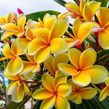 5 Bright Yellow Plumeria Seeds Plants Flower Hawaiian Flowers Perennial Seed