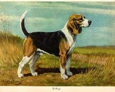 1940s Beagle Print Edwin Megargee Beagle Illustration Wall Art Decor  6361m