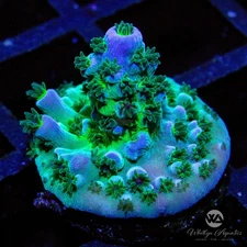 (AG4) Cali Tort Acro - WYSIWYG Live Coral