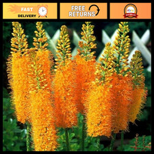 6X Foxtail Lily Bulbs - Eremurus Pinokkio, Spring Flowering Plants for Garden