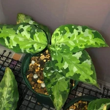 Aglaonema Pictum Tricolor - RARE - Variegated Houseplant - Collector - Camouflag