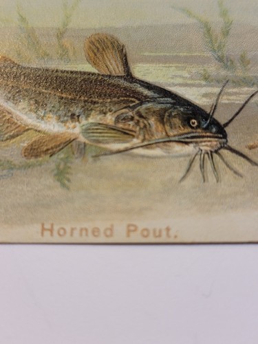 Vintage Antique Arm & Hammer Horned Pout Fish Card #3 1900 Church &Co. New York - Picture 4 of 9