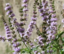 SPEARMINT Mentha Spicata - 1,000 Bulk Seeds