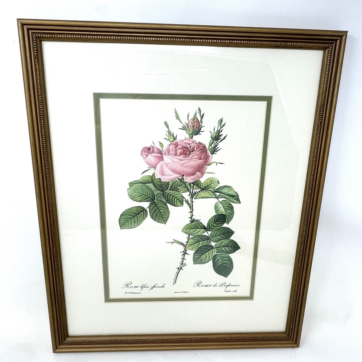 絵画 The Best of Redoute 's ROSES 1960 絵画 The Best of