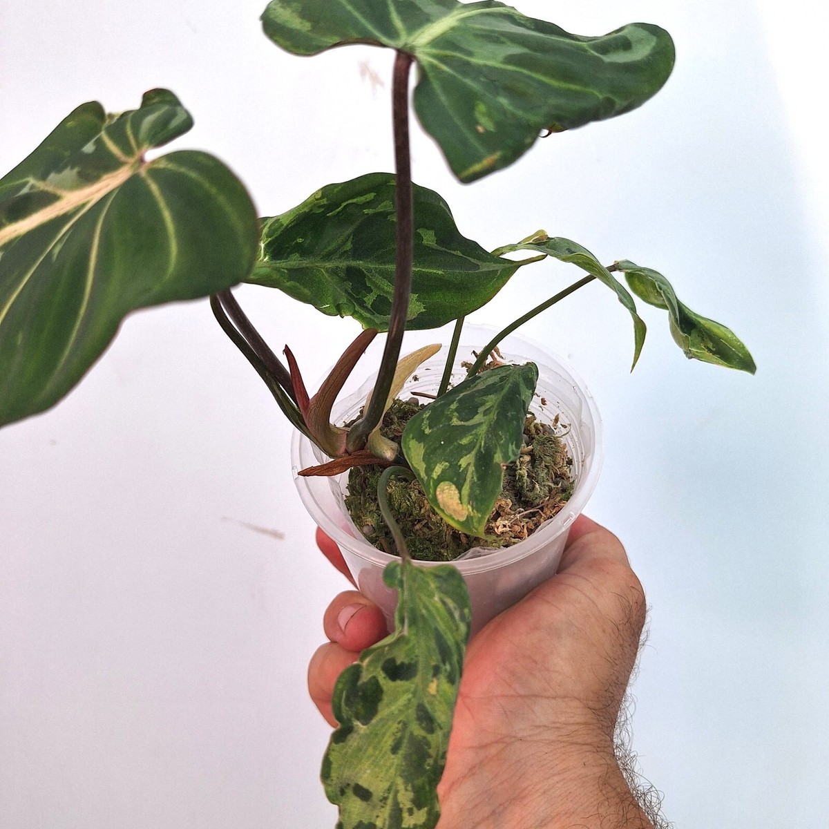 Philodendron GLOROISUM VARIEGATA 31.8.2 Exact Plant | eBay