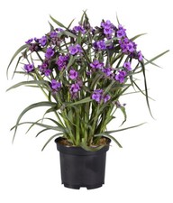 T&M Tradescantia Brain Storm Garden Hardy Perennial 1 or 3x 9cm Potted Plant