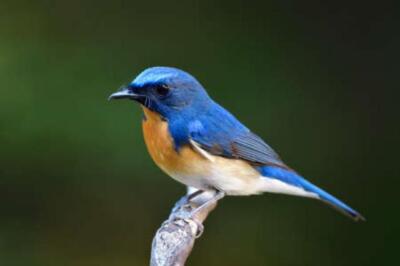 Wandbild: Nahaufnahme eines schönen blauen und orangefarbenen Vogelpostens [...]