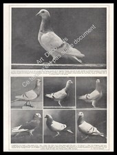 1927 Colombophilie ~ Pigeons Races / Pigeon de Gier Mondains Français ...