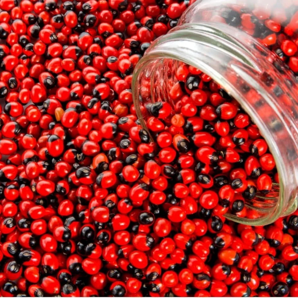 Chirmati Lal - Ratti Lal - Abrus Precatorius - Jequerity Seeds - Rosary Pea
