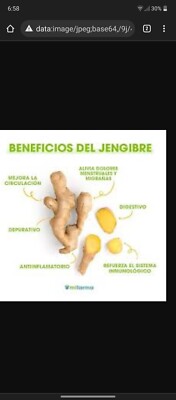  genjibre Ginger Bulbos