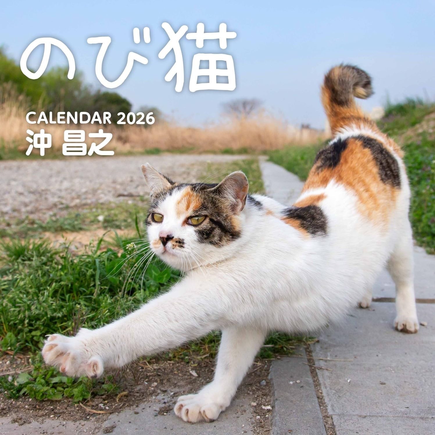 Estiramiento Gato Wall Calendar 2026 Masayuki Oki 10×10in Estilo Japonés Nuevo