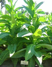 1000 Silver River Tobacco seeds - Nicotiana sp. - Brazilian Strain