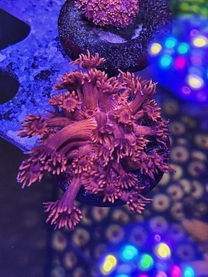   ORA Pink with Blue Eyes Flowerpot (Goniopora) WYSIWYG   Single Frag on Plug