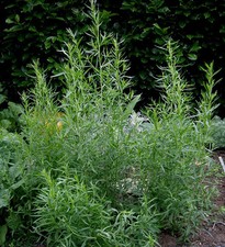  Artemisia Dracunculoides - Russian Tarragon - 1500 Seeds