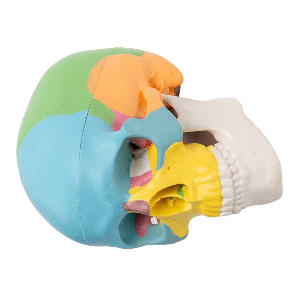 2pcs Human Skull Anatomical Model - Painted Skull Bones Anatomy Model ...