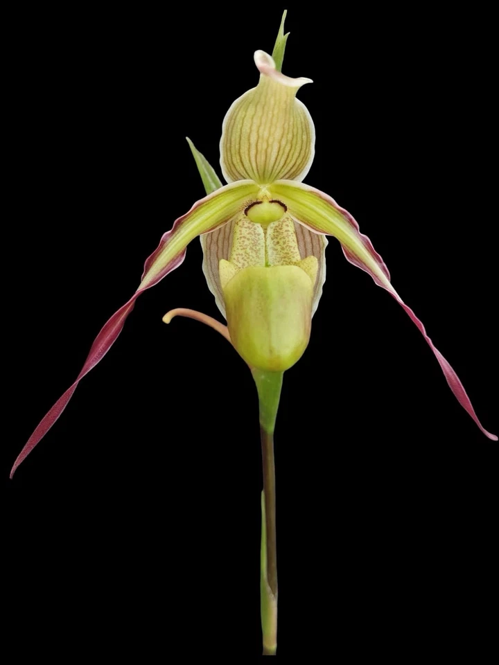 Phragmipedium longifolum, sehr wüchsig,  blühfähig und blühfreudig! - Bild 1 von 4