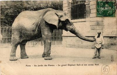 Old postcard AK PARIS (5th) Au Jardin des Plantes. Le grand Elephant Saib (601778)