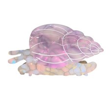 Acetate Sea Shell Hair Claw Clip Glitter Pink Gradient Base For Thick Thin
