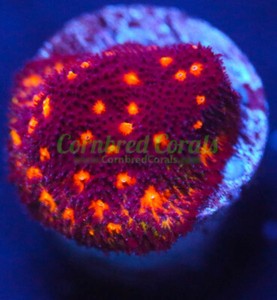 Cornbred's Halloween Psammacora - Frag - LIVE CORAL
