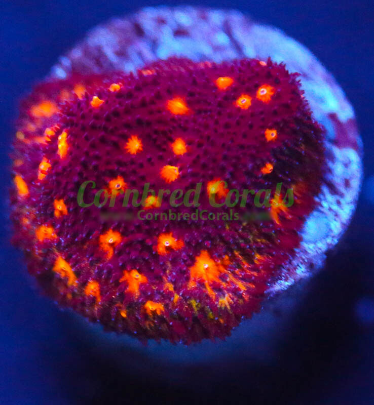 Cornbred's Halloween Psammacora - Frag - LIVE CORAL