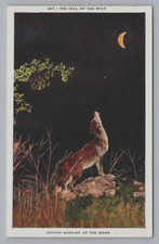 Postcard Call of the Wild Coyote Barking Night View Linen Unposted C072