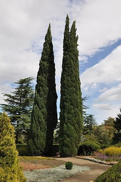 PENCIL PINE 1250 FRESH SEEDS CUPRESSUS SEMPERVIRENS FRAGRANT MEDICINAL BULK - Image 2 of 4