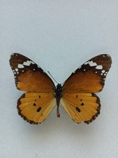Entomologie Nymphalidae Danaus Chrysipus Afrique  Mâle 