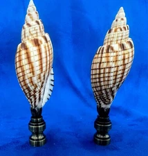 Pair Of 4” Voluta Kurodai Shell Lamp Finials 