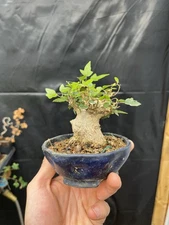 Trident Maple Mame Bonsai