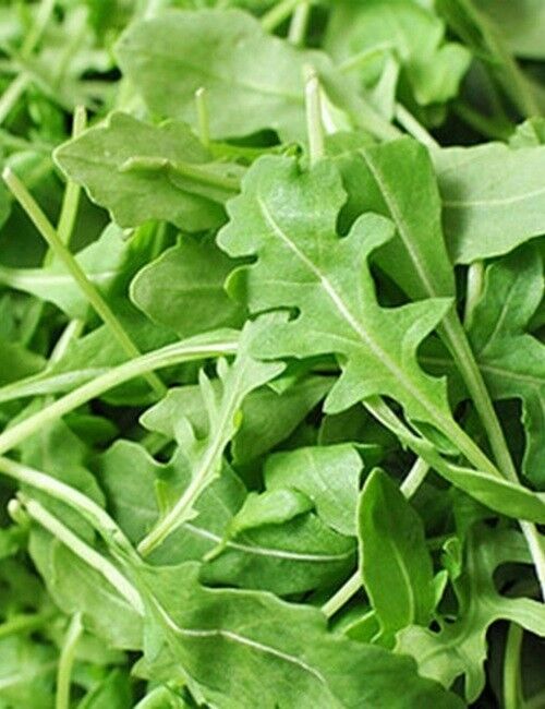 Rocket Arugula/Roquette Seeds - (Eruca sativa)