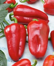 Pepper se ds, 250 Pepper FRANCIUS se ds, Ukrainian organic se ds SW1051 TRACK  