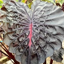 Colocasia Bulb Star Pink New Hybrid Tuber (Includes All Import Duties And Taxes)