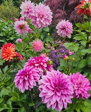 Pre-Order Dahlia Best Value 10 Tubers Mix Garden Flowers, Pollinator