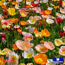 Fresh!! Poppy Seeds Non-GMO