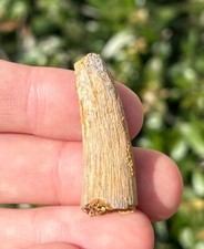 THICK Pterosaur Flying Dinosaur Tooth Fossil Morocco Cretaceous Age Kem Kem