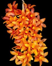 Dendrobium bullenianum 'Jose Liriano' x self orchid