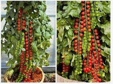 Long trusses CHERRY TOMATO ‘RAPUNZEL’ F1 – up to 40 fruits per truss!
