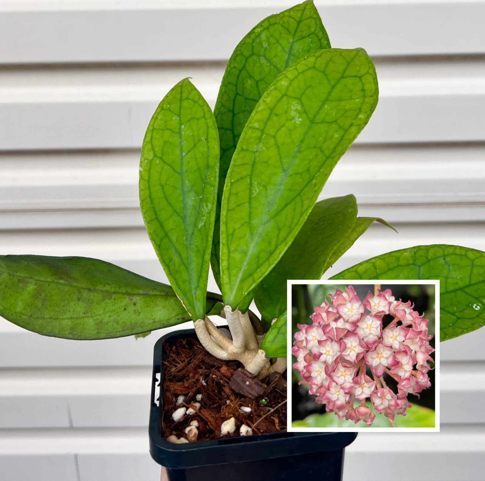 AU STOCK RARE HOYA SP " JENNIFER " -PLANTS ROOTED SUCCULENT 18-81
Opens in a new window or tab