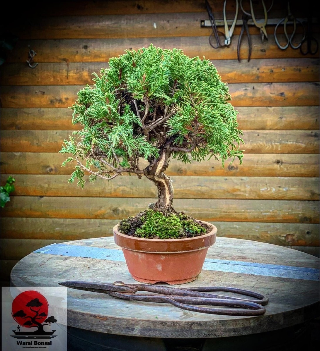drachenbaum dicker stamm Zweifarbiger Drachenbaum (Dracaena Marginata Bicolor)