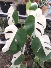 Albo Halfmoon Big Leaves Real Pick Monstera Rare Plant