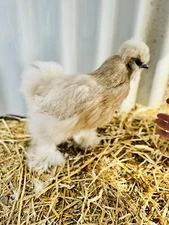 7 Fertile Silkie Eggs Calico, White, Black, Splash, Paint, Gray Ready To Ship! 