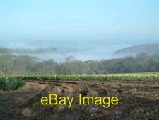 Photo 6x4 Daffodil crop at Treffry Merther An early morning mist still ha c2004